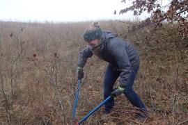 Volunteer lopping sumac