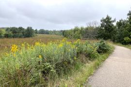 Goldenrod blooms next to trail