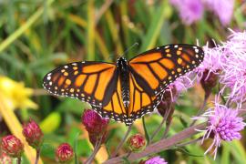 Monarch butterfly