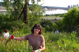 Volunteer helping restore Mounds Park