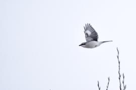 Northern shrike flying over branches