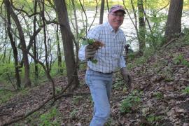 Volunteer removing garlic mustard at Pine Bend 