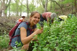 Volunteers removing garlic mustard in Crosby Farm Park