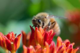 Pollinator in action