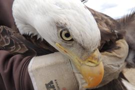A close-up of the head of a bald eagle, with a gloved hand holding it.