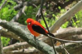 Scarlet Tanager