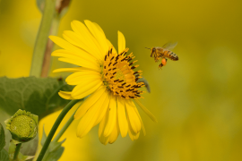 Silphium and bee