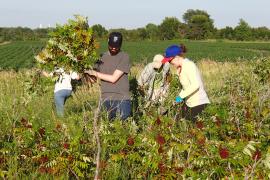 Volunteers removing sumac from Grey Cloud Dunes SNA