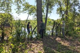 Volunteers work on buckthorn removal by the river