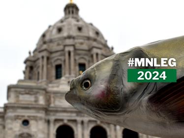 A close-up of a taxidermied invasive carp, with the blurred Minnesota Capitol building in the background.