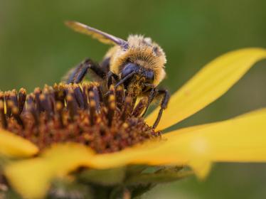 Bumble bee on sunflower