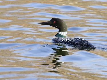 A loon on the Mississippi River