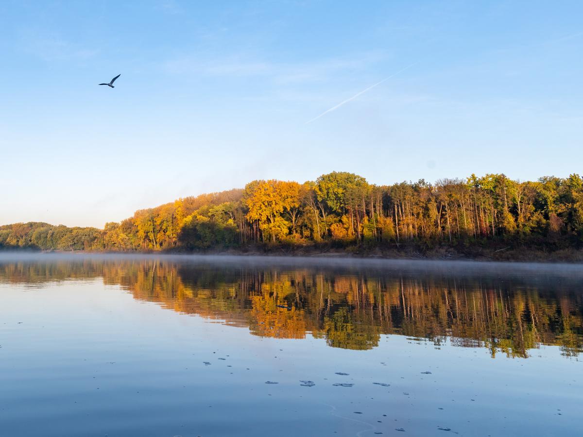 River with trees and bird