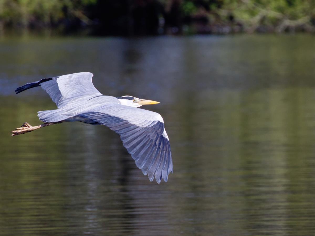 Great blue heron flying over water
