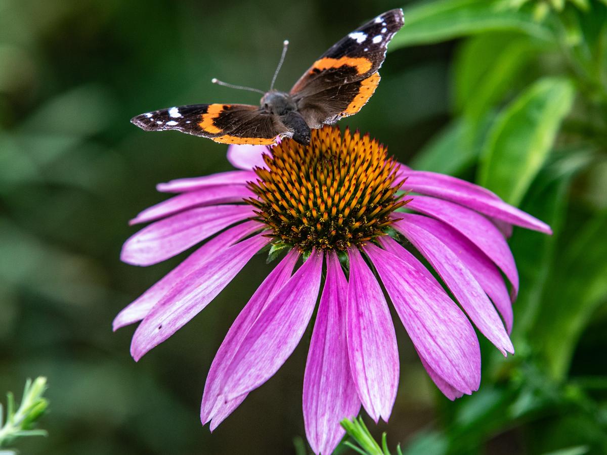 Coneflower and red admiral
