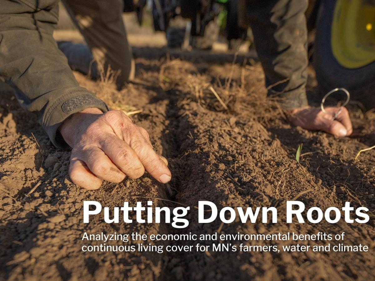 A hand prods at the bare dirt, prepping for a seed planting. Text says "Putting Down Roots: Analyzing the economic and environmental benefits of  continuous living cover for MN’s farmers, water and climate"