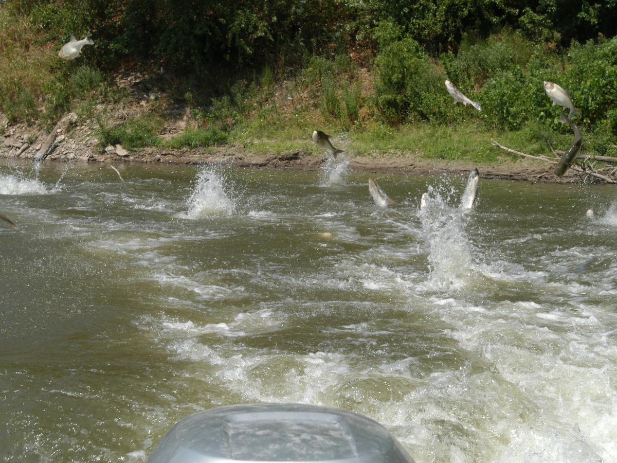 Silver carp jumping behind motor in waterway