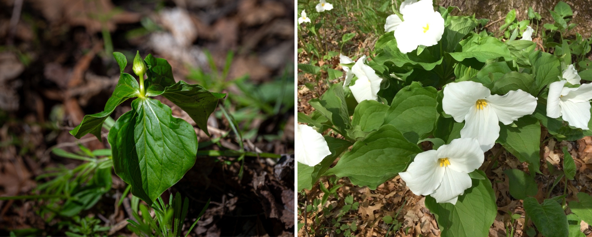 Two photos of trillium