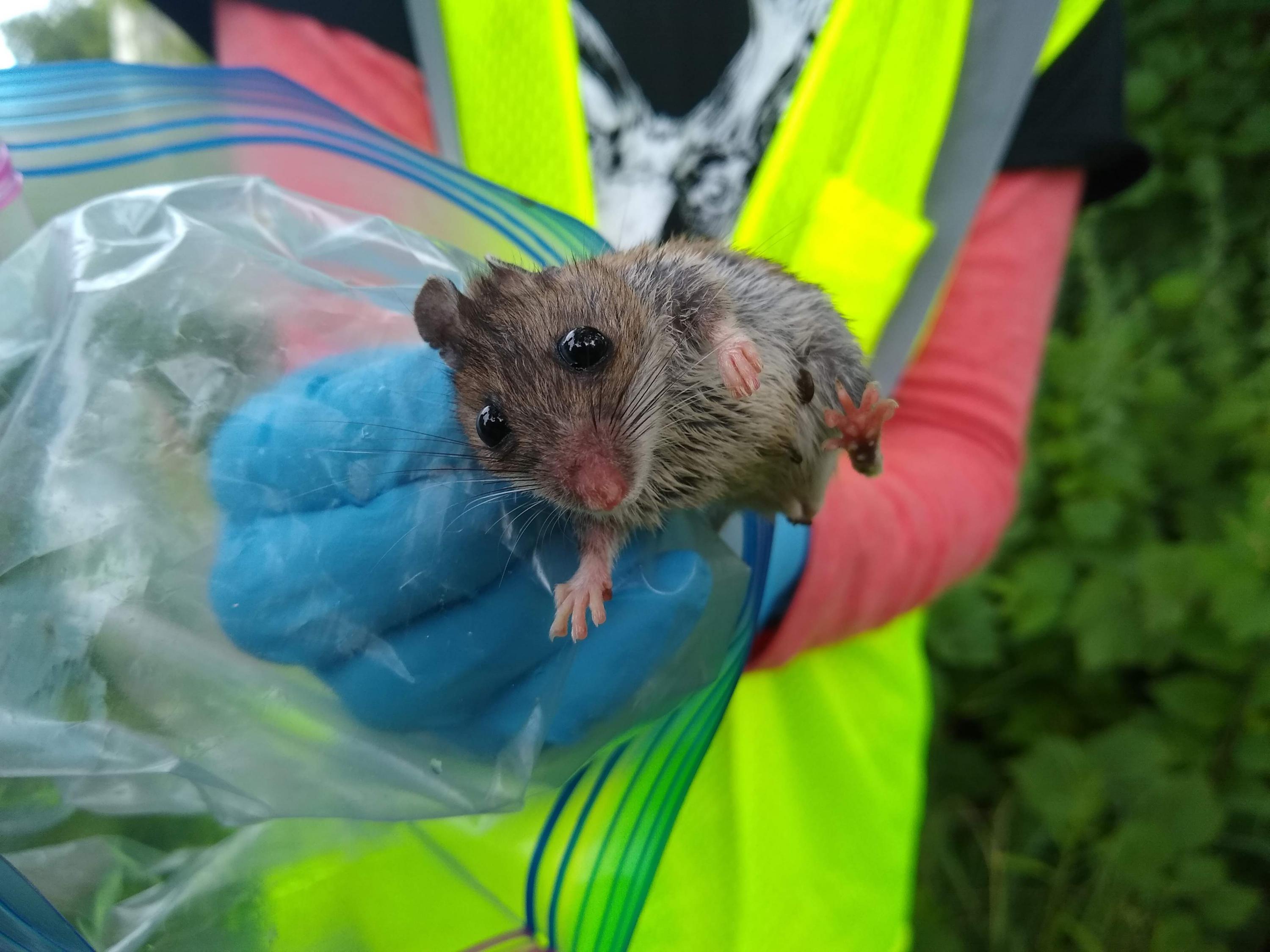 Person holds deer mouse with baggie