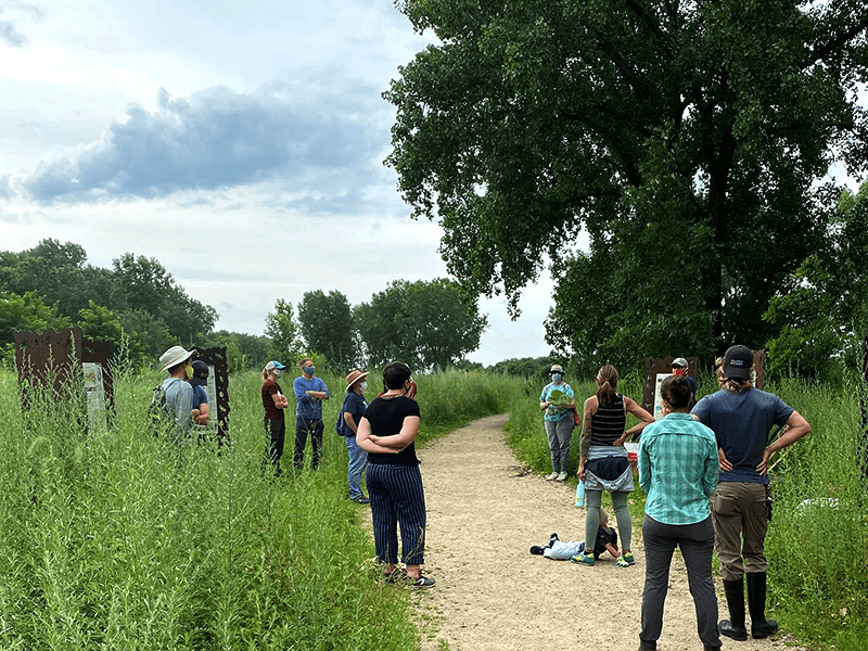 Volunteers beneath cottonwoods