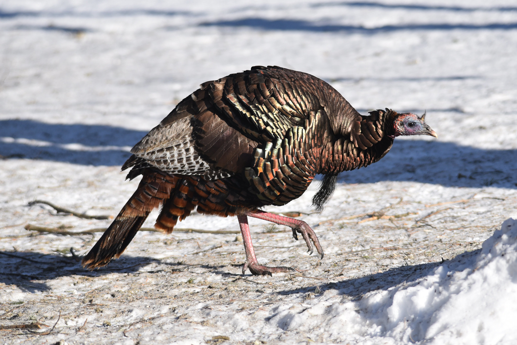 Wild turkey in the snow