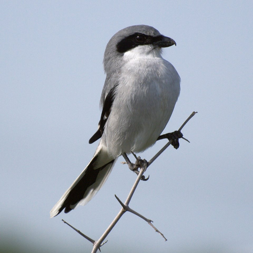 Loggerhead shrike