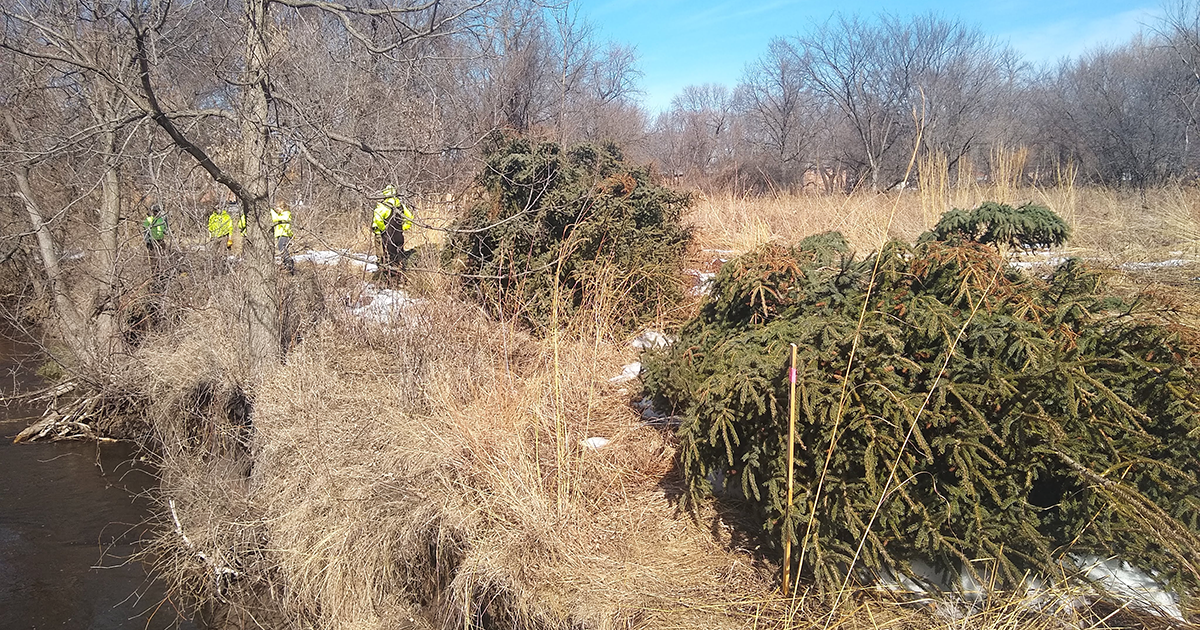 Cedar and spruce trees by riverbank