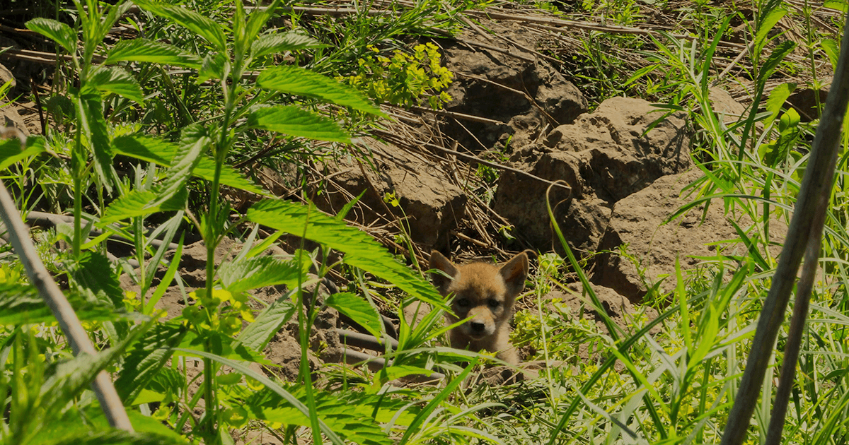 Coyote pup