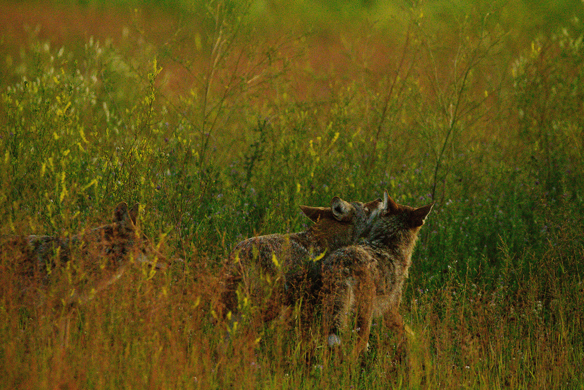 Coyotes play