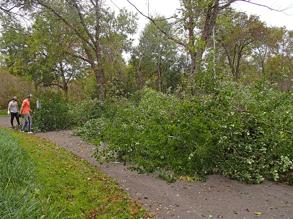 Youth work on piles of buckthorn