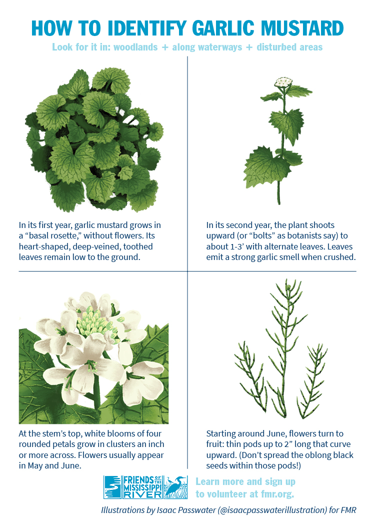 How to identify garlic mustard card