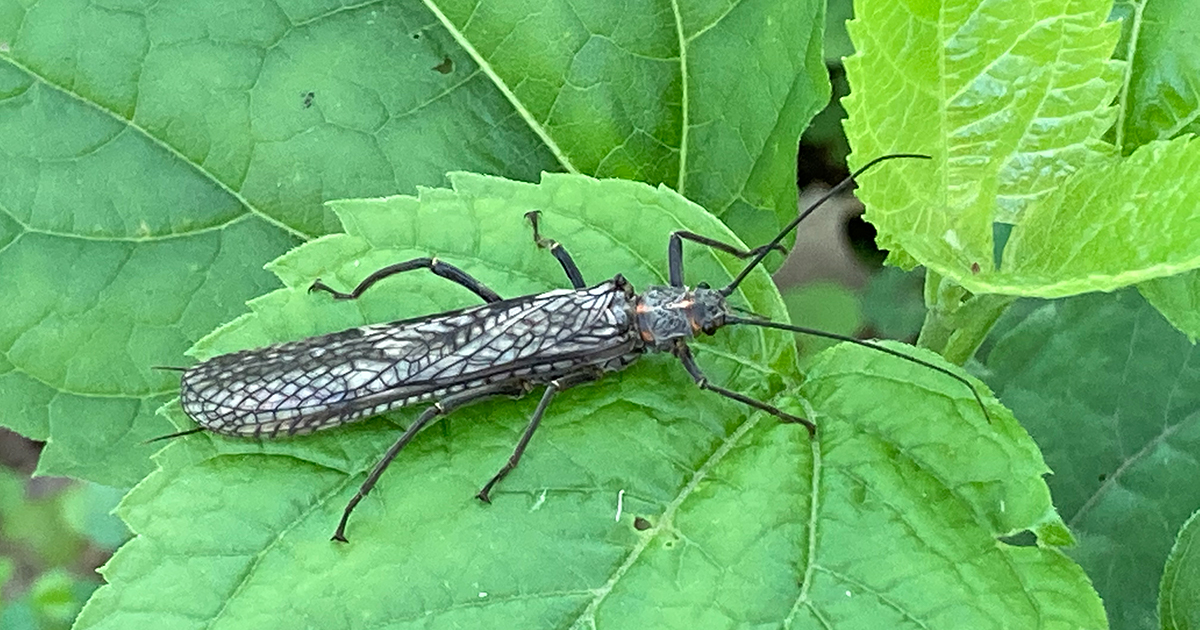 Giant stonefly