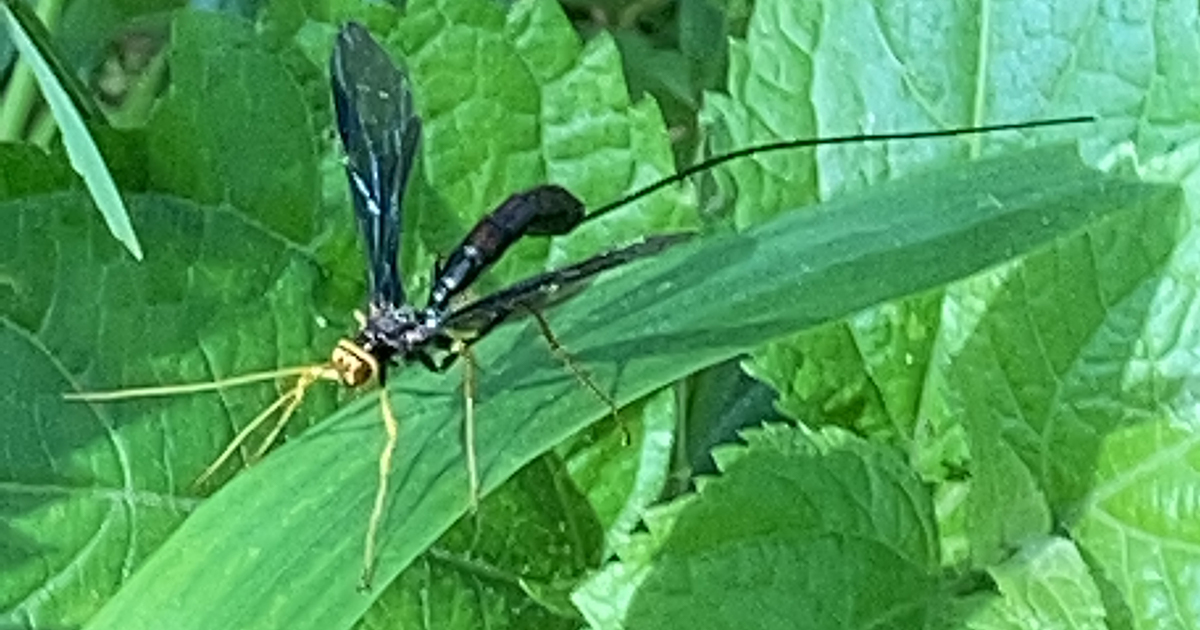 Ichneumonid wasp