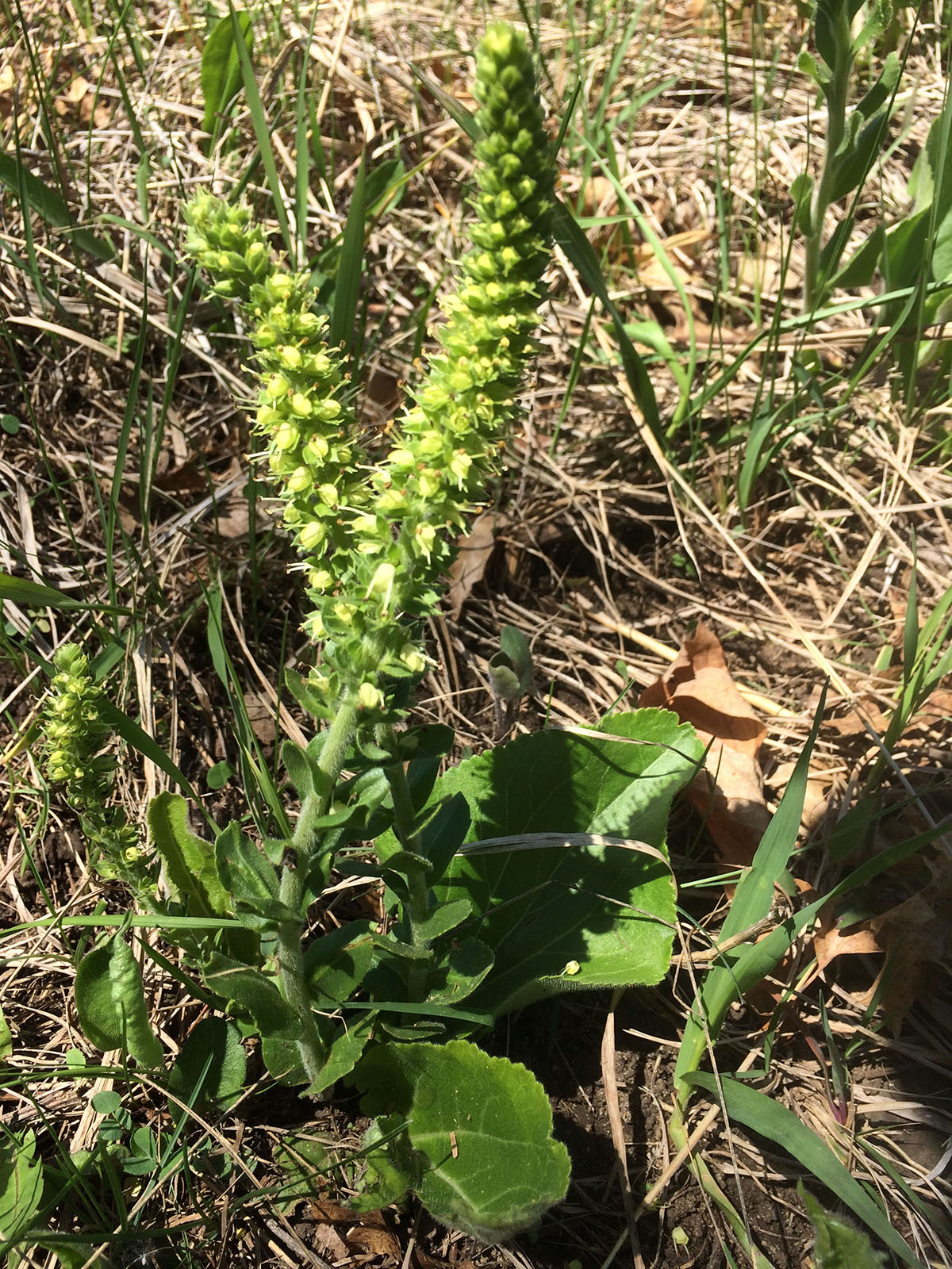 Kittentail plant