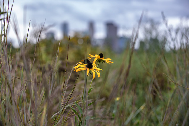 Prairie and Minneapolis skyline at Ole Olson Park