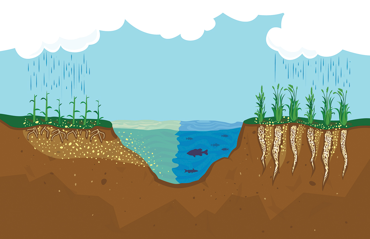 Perennial root systems hold soil and nutrients