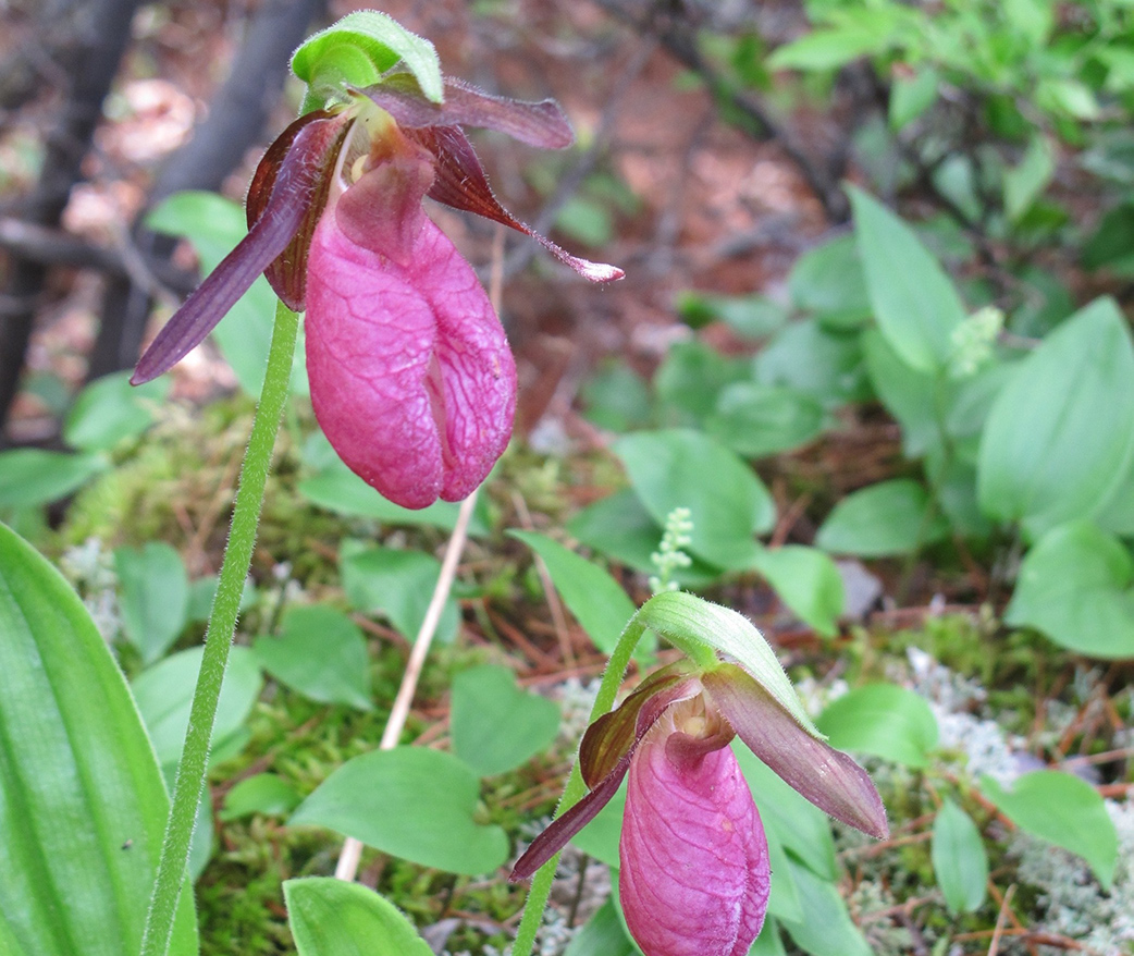 Pink lady's slipper