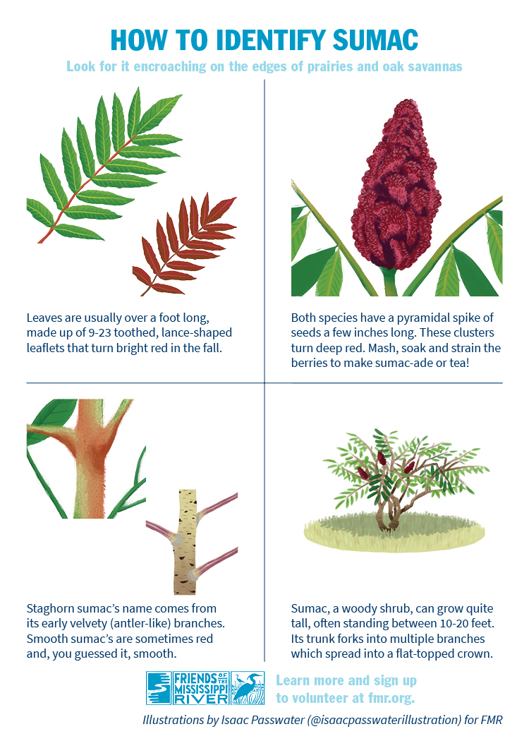 How to identify sumac